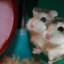 7 Best Hamster Toys & Accessories For Syrian and Dwarf Hamsters
