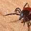 Lyme disease is thriving thanks to climate change