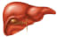 Liver Damage- Sign and ways to clean it with healthy food