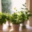 Growing Herbs Indoors: A How-To Guide