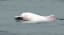 Rare pink and white dolphins return to the waters of Hong Kong
