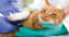 Components to Consider Before Getting Pet Insurance