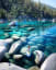 The clear waters of Lake Tahoe