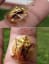 a very shiny golden tortoise beetle