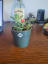 I succesfully grafted a succulent. I call it the moonsucculent