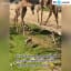 giraffe helps a gazelle that had a branch stuck in its head!