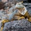 Iguanas Are Being Reintroduced to a Galapagos Island