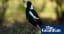 No Casino shootout: police deny plan to kill swooping magpies in NSW town