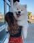Things you should know before getting a Samoyed