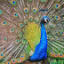Beautiful Birds in the Peafowl,Hyacinth Macaw,Quetzal,Broad-Billed Hummingbird,Dusky Lory