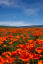 Antelope Valley Poppy fields, California