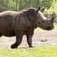 Girl, 2, Injured After Falling Into Rhinoceros Exhibit at Florida Zoo, Making Contact with Animal