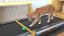 Cat's reaction to a treadmill
