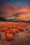 Pumpkin Harvest Sunset by Lynn Bauer
