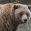 Why The Grizzly Remains In A Tug-a-War Between Environmental Groups And Local Management
