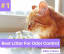 Best Cat Litter For Odor Control in 2020 | Best cat litter review