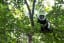 Nearly all Madagascar's lemur species 'face extinction'