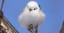 These Tiny Birds in Japan Look Like Fluffy Cotton Balls