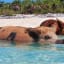 Swimming With Pigs in the Caribbean