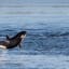 Orca J50 presumed dead but NOAA continues search