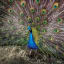 Peacocks might use their showy tails for covert communication