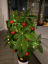 My “Christmas tree”