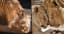 Elderly Lion Couple Put To Sleep At Same Time So Neither Has To Live Alone