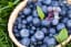 Growing Blueberries in Containers for Summertime Sweets
