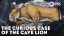 PBS Eons - The Curious Case of the Cave Lion [8:44] Video on a big cat from the last ice age featured in ancient cave art