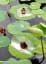 ducklings taking baths on water lilies