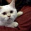 HAZMAT team rescues dozens of cats in horrific pet-hoarding case in Washington