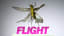 Insect Flight | Capturing Takeoff & Flying at 3,200 FPS