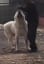 Central Asian Shepherd Dog.