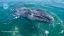 A grey whale makes an epic swim into the record books