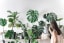 These Are the 9 Most Popular Houseplants on Instagram, According to Survey