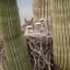 A mother Great Horned Owl and her chicks, nesting in a Giant Saguaro Cactus.