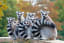 A group of lemurs is called a conspiracy