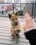 High Five - video - pettopi.com - puppy, cute dog Pictures, cute pet Pictures, hand, smart dog