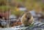 Arctic Ground Squirrel - Supercool Hibernation