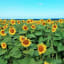 https://alohalovely.com/hawaii-life-waialua-sunflower-fields/?fbclid=IwAR3NvqDGLRNKQet3nkYe804bXEJ3BH3_f0LTurUyp0uD2tbNDUsBdaSYDJ4