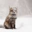 10 Winter Fox Pictures to Fall In Love With Them