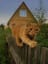 Cat Walks On The Fence - video - pettopi.com - cute cat Pictures, cute pet Pictures, wooden fences
