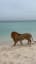 Stingrays and a lion playing at the beach