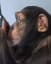 Ape Using A Smartphone