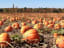 The 10 Best Pumpkin Patches in the USA