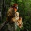 Wildlife photography prize goes to stunning picture of golden monkeys