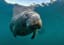 Florida manatee deaths rise by 20 percent during pandemic