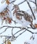 Camouflage gold medal goes to the Willow Ptarmigan.