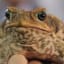 Scientists make cane toad DNA breakthrough
