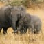 How IoT tech is helping African rangers protect endangered elephants from poachers